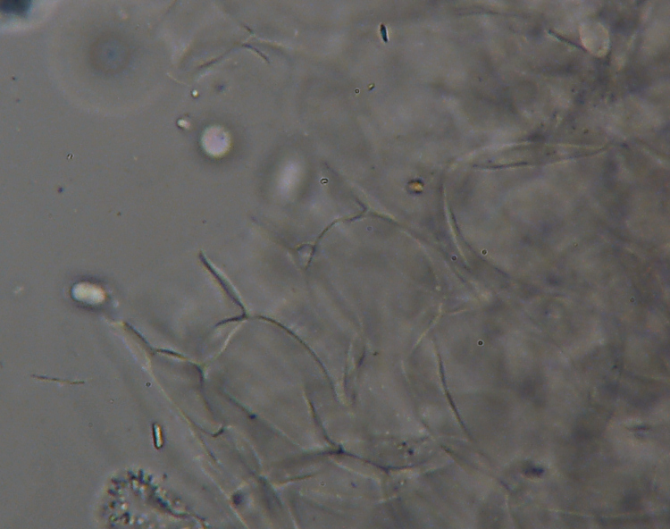 Miniera di Gambatesa 35